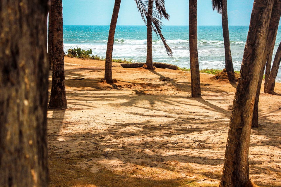 Na praia, entre os coqueiros. Foto: Laila Guedes