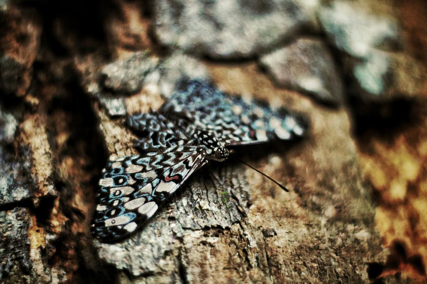 Mariposa. Foto: Laila Guedes