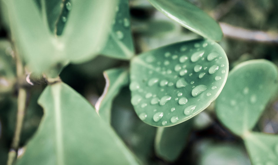 Gotas de água na folha. Foto: Laila Guedes