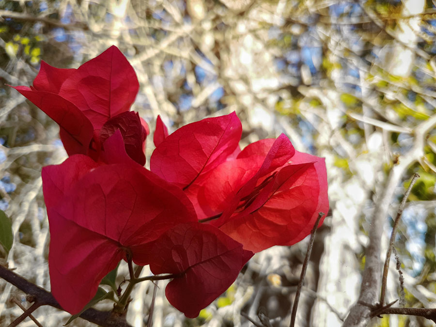 Jardim by Laila Guedes