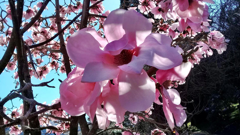Rose Garden - flowers
